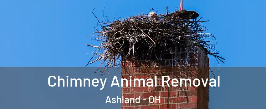  Chimney Animal Removal Ashland - OH