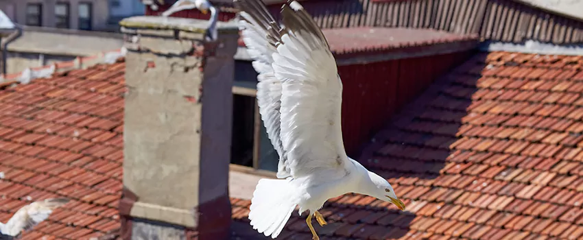 Residential Chimney Animal Removal Solution in Ashland, OH